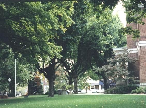 The lawn on the square.