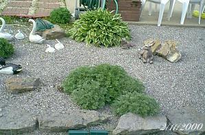 plantsartemisia.jpg (21346 bytes)