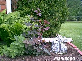 plantsfrannyrose2.jpg (23618 bytes)