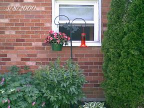 plantshbfeeder2.jpg (18997 bytes)