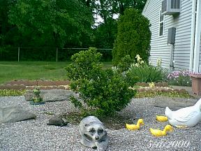 plantsholly.jpg (21014 bytes)