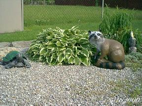 plantshosta.jpg (22843 bytes)