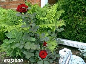 plantslovepromise6300.jpg (23745 bytes)