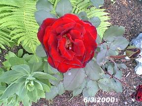 plantslovespromise6300b.jpg (20568 bytes)