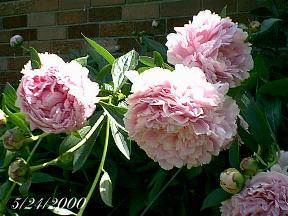 plantspeony5.jpg (18859 bytes)