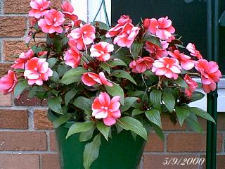 plantspinkwhitehangercu.jpg (24412 bytes)