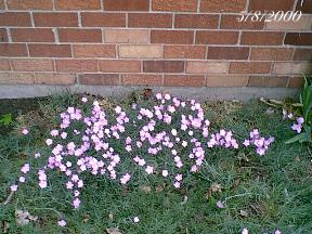 plantspurpleflowers.jpg (21956 bytes)