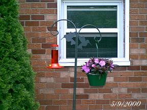 plantspurplehanger.jpg (17111 bytes)