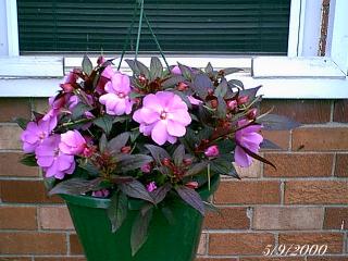 plantspurplehangercu.jpg (17618 bytes)