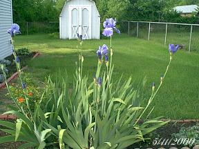 plantspurpleiris.jpg (18711 bytes)
