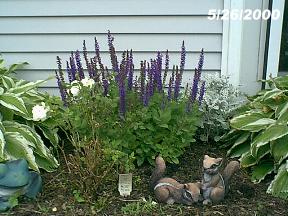 plantspurplespike.jpg (20860 bytes)