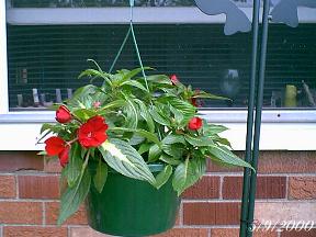plantsredhangercu.jpg (16689 bytes)
