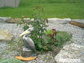 plantsrobinrose2.jpg (21901 bytes)