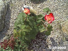 plantsrobinrose3.jpg (26657 bytes)