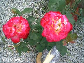 plantsrobinrose6300b.jpg (23009 bytes)