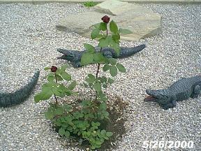 plantsrose2.jpg (24775 bytes)
