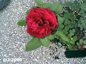 plantsrose6300.jpg (24373 bytes)