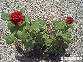plantsrosebloom2.jpg (27227 bytes)