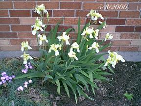 plantsyellowiris.jpg (21059 bytes)
