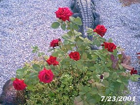 redrosebush72301b.jpg (31186 bytes)