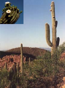 saguarobloom.jpg (12063 bytes)