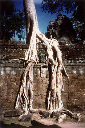 Een van de belangrijkste kenmerken van Ta Phrom, de boomwortels groeien door de tempelmuren heen.