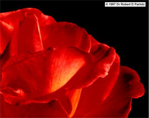 /user/flower07.jpg