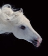 I want a horsey!!!