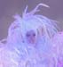 Cockatiealia1