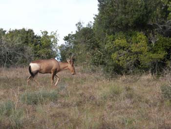 Hartebeest