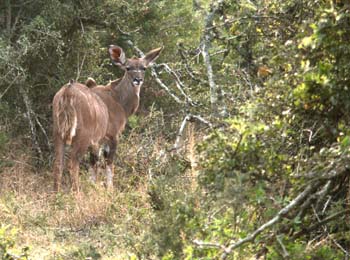 Kudu