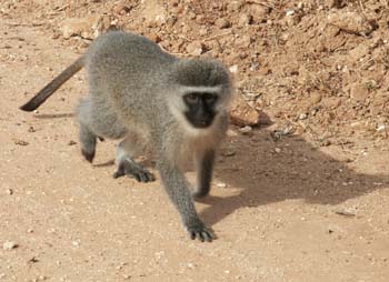 Meerkat