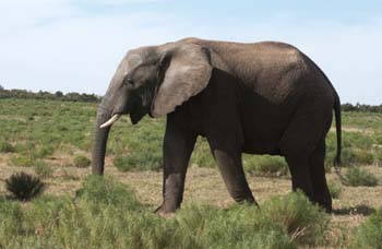 Olifant