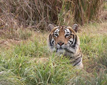 Tijger