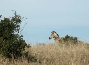 Zebra