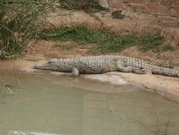 krokodil
