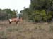 Hartebeest