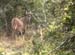 Kudu