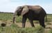 Olifant