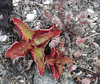 Vetplant
