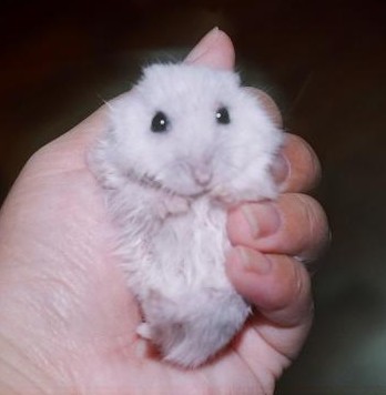 My human insists