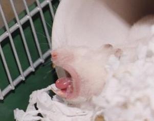 yawns