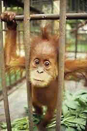 caged baby orangutan