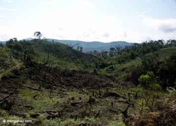 deforestation