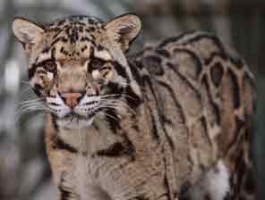 A Clouded Leopard
