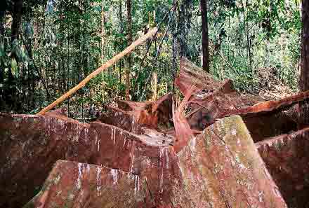 forest in ruins