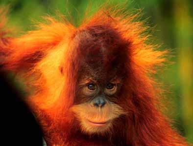 baby orangutan from Sumatra