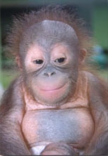 orangutan infant