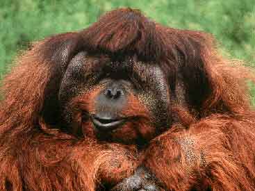 adult male orangutan from Borneo