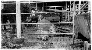 dead cows